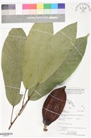 藏品(可可樹)的圖片