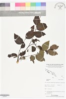 藏品()的圖片