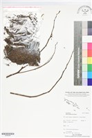 藏品(合歡)的圖片