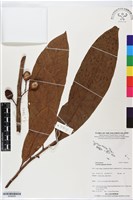 藏品()的圖片