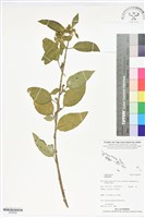 藏品()的圖片