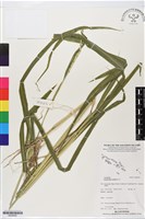 藏品(羅氏草)的圖片