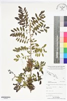 藏品(野木藍)的圖片