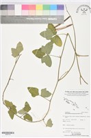 藏品(賽芻豆)的圖片