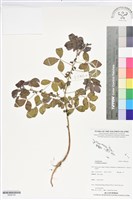 藏品(恆春野百合)的圖片