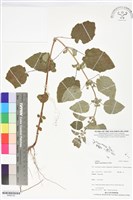 藏品(香苦草、狗母蘇、假走馬風)的圖片