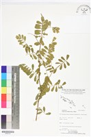 藏品(黃花鐵富豆)的圖片