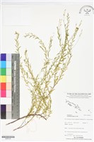 藏品(圓錐花遠志)的圖片