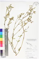 藏品(筆花豆)的圖片