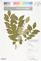 藏品(南洋櫻、南美櫻)的圖片