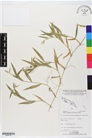 藏品(芻蕾草)的圖片