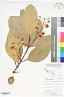 藏品(瓊崖海棠、胡桐)的圖片