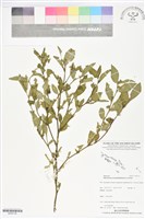 藏品(賽葵)的圖片