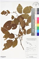 藏品(白木蘇花)的圖片