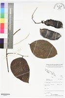 藏品(恆春血藤)的圖片