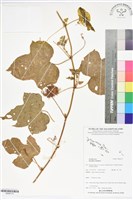 藏品(毛西番蓮)的圖片