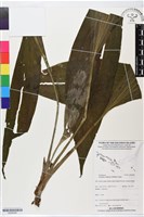 藏品(白鶴蘭)的圖片