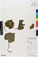 藏品()的圖片