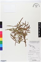 藏品(水丁香)的圖片