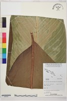 藏品()的圖片