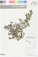 藏品()的圖片