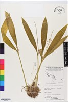 藏品(長腳羊耳蒜、長耳蘭)的圖片