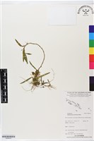 藏品()的圖片