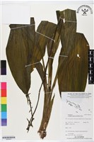 藏品(白鶴蘭)的圖片