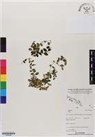 藏品()的圖片
