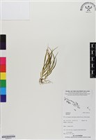 藏品()的圖片