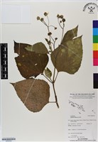 藏品(雙花蟛蜞菊)的圖片