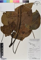 藏品(蓮葉桐)的圖片