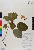 藏品(橙花破布子)的圖片