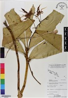 藏品(大鬼石斛蘭)的圖片