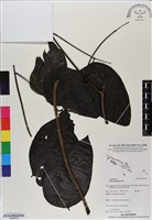 藏品(恆春血藤)的圖片