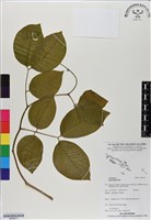 藏品(太平洋鐵木)的圖片