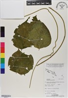 藏品(濱刀豆)的圖片