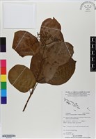 藏品(傘序臭黃荊)的圖片