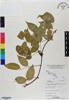 藏品(三葉魚藤、臺灣魚藤)的圖片