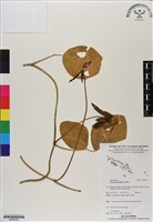 藏品(濱豇豆)的圖片