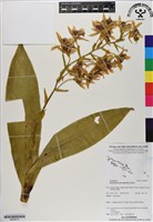 藏品(人面石斛蘭)的圖片