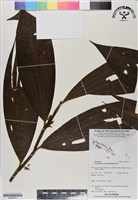 藏品(管花蘭)的圖片