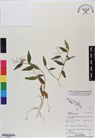 藏品(本氏柳葉箬)的圖片