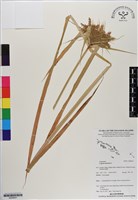 藏品(斷節莎)的圖片