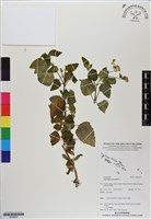 藏品(霍香薊)的圖片