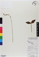 藏品(假川牛膝)的圖片