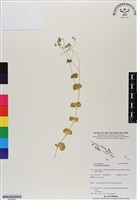 藏品(荷蓮豆草、菁芳草)的圖片