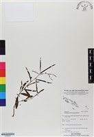 藏品(水丁香)的圖片