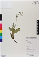 藏品(白花鬼針)的圖片