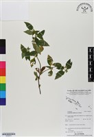 藏品(金腰箭)的圖片